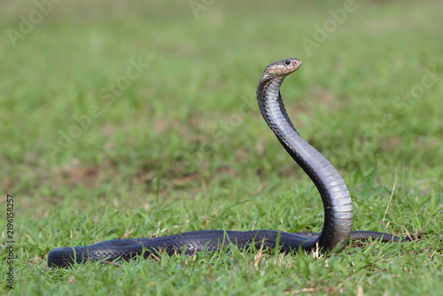 Fotografie A cobra raises its head as a sign of preparing to attack
