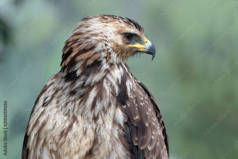 Fototapeta premium close up of a black kite eagle with blurred background
