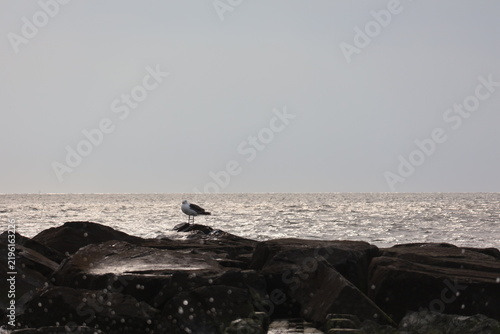 Obraz na płótnie A lone seagull roosting on a rocky jetty overlooking the Cape May Bay on a calm summer evening