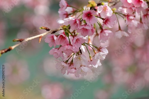 Obraz na płótnie 3月の卒業式の時期に咲く安行桜