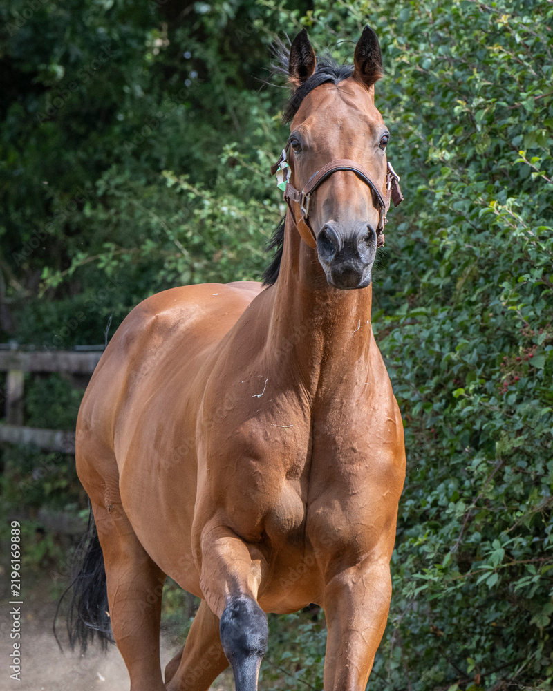 Fototapeta premium Racehorses turned out in a pack, galloping freely toward their daily turnout fun and freedom