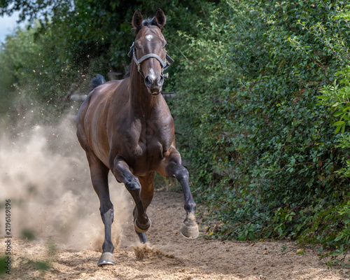 Racehorses turned out in a pack, galloping freely toward their daily turnout fun and freedom