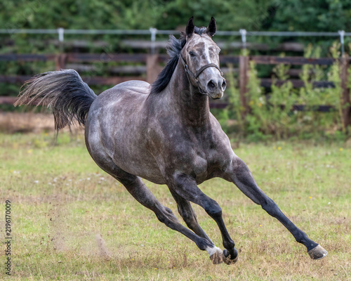 Racehorses turned out in a pack, galloping freely toward their daily turnout fun and freedom