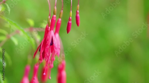 many fuchsias with their first pink blossoms, a bud and a flower with pistil, fuchsia blossoms swaying gently in the wind, green background, delicate petals, delicate pistils, fuchsia