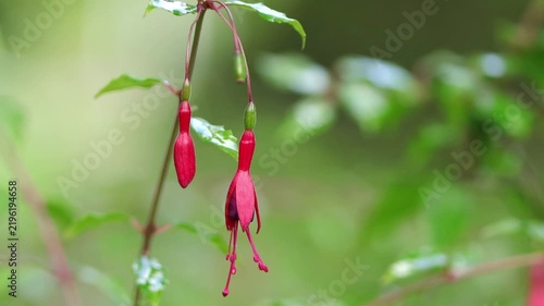 fuchsias with their first pink blossoms, a bud and a flower with pistil, fuchsia blossoms swaying gently in the wind, green background, delicate petals, delicate pistils, fuchsia