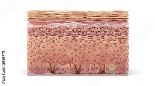 Cross section vector illustration of human skin epidermal layers