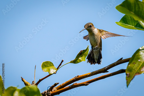 Tapety artystyczne Hummingbird in flight