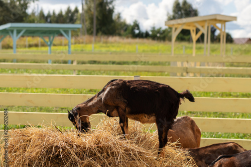Foto dark brown goat stands on top of a hay bale to feed while other animals rest bel