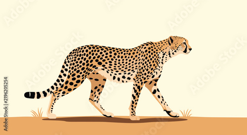 Wild cheetah walking gracefully on sandy ground showing its distinctive black spots on light yellowish background.