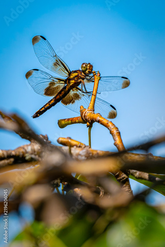 Naklejka sanddragon dragonfly