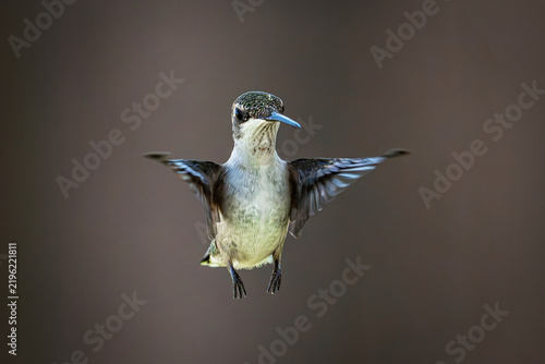 Tapety artystyczne Just hovering