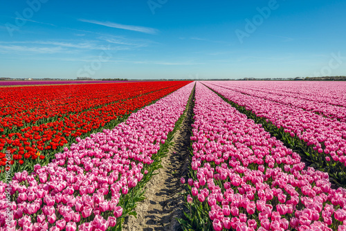 Large field pink and red blooming tulips. The tulips are grown in a Dutch polder at the farm of a specialized bulb grower. The photo was taken on a sunny spring day.