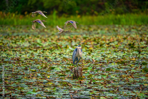 Great Blue Herons and Merganser Ducks in the Marsh