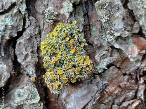 Close up of vibrant yellow orange lichen structures on rough tree bark.

