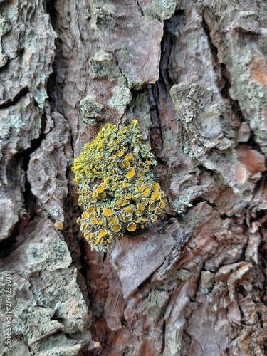 bark of a tree.
macro shot of yellow orange lichen cup fungus on tree bark.
