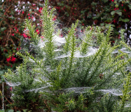 Fotografie Cobwebs in Gorse Bushes catching water droplets on a misty morning