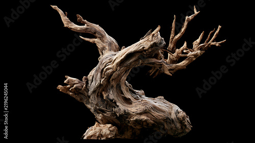 Twisted dead tree trunk with gnarled branches against a black background
