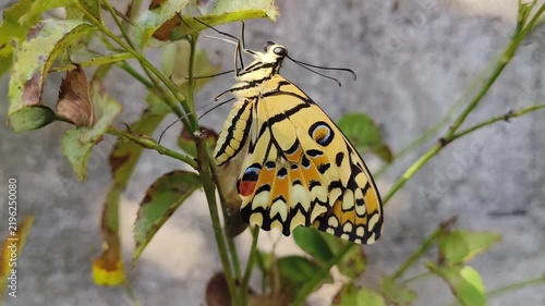 butterfly on a flower