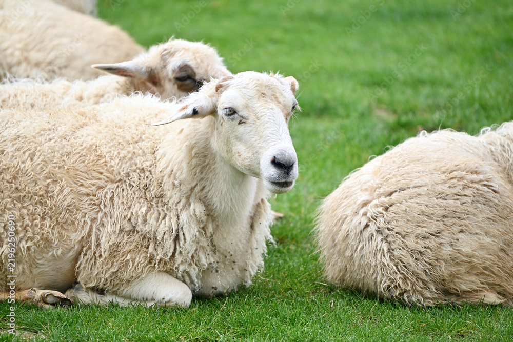 Fototapeta premium Close-Up Portrait of A Fluffy Sheep in High Plateau Meadow