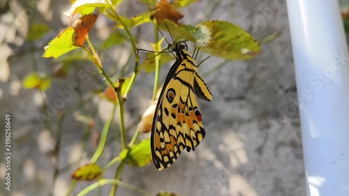 butterfly on leaf