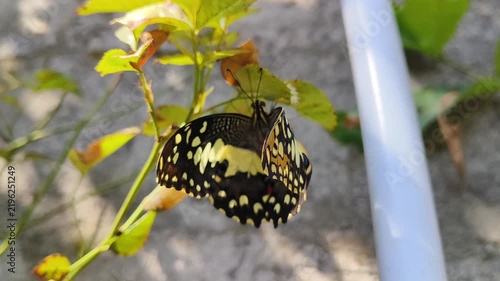 butterfly on a leaf