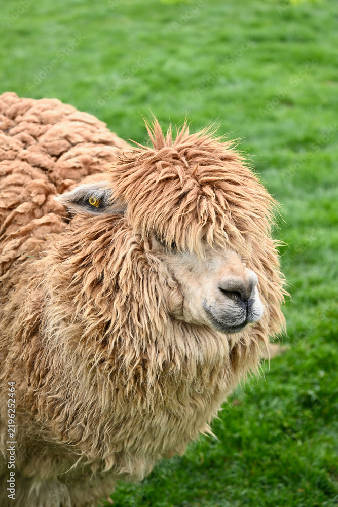 Fototapeta premium Cute Alpaca Headshot Standing in Green Meadow