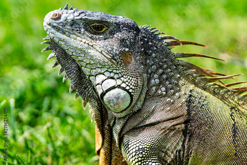 Obraz na plátne Iguana on bright green grass