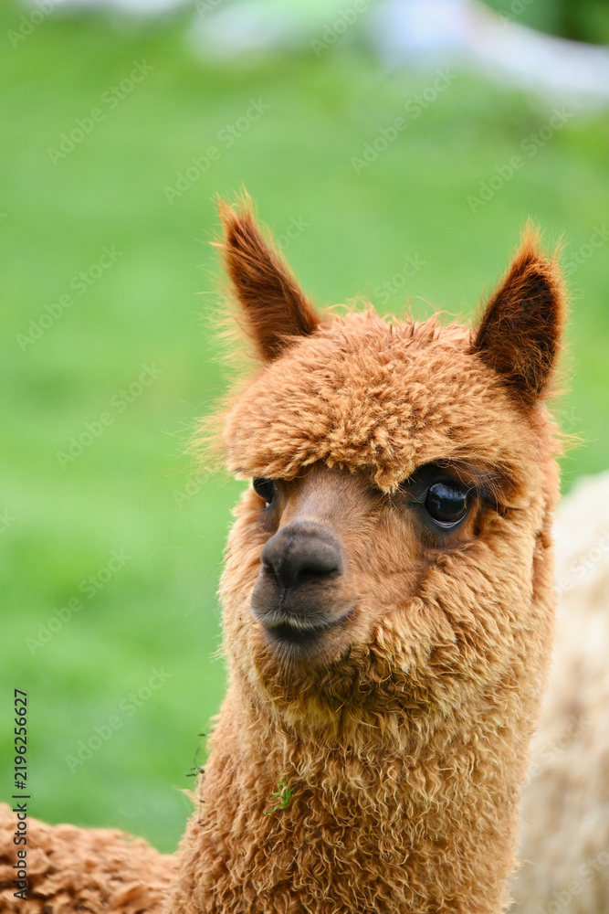 Fototapeta premium Close-Up Portrait of a Cute Fluffy Brown Alpaca