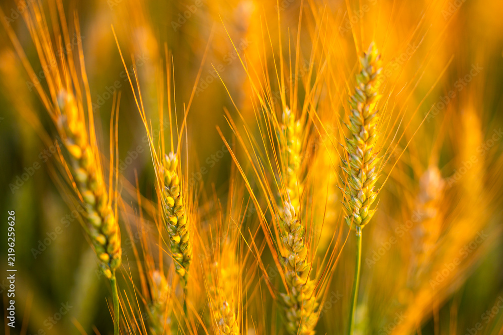 Obraz premium Wheat spike defines foreground. Wheat catches orange light. Warm wheat meets sunset. Rural wheat fills background.