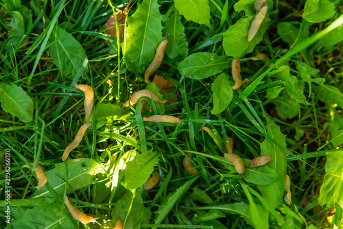 Many slugs on the grass. Selective focus.