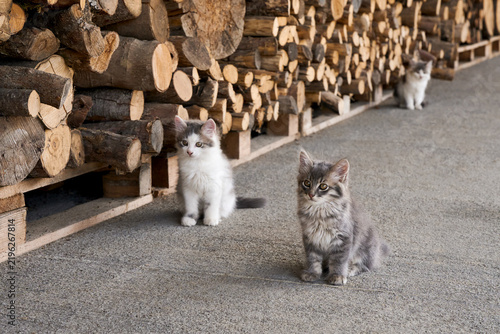 Quadro su tela Three cute, fluffy kittens sitting near a stack of firewood logs outdoors