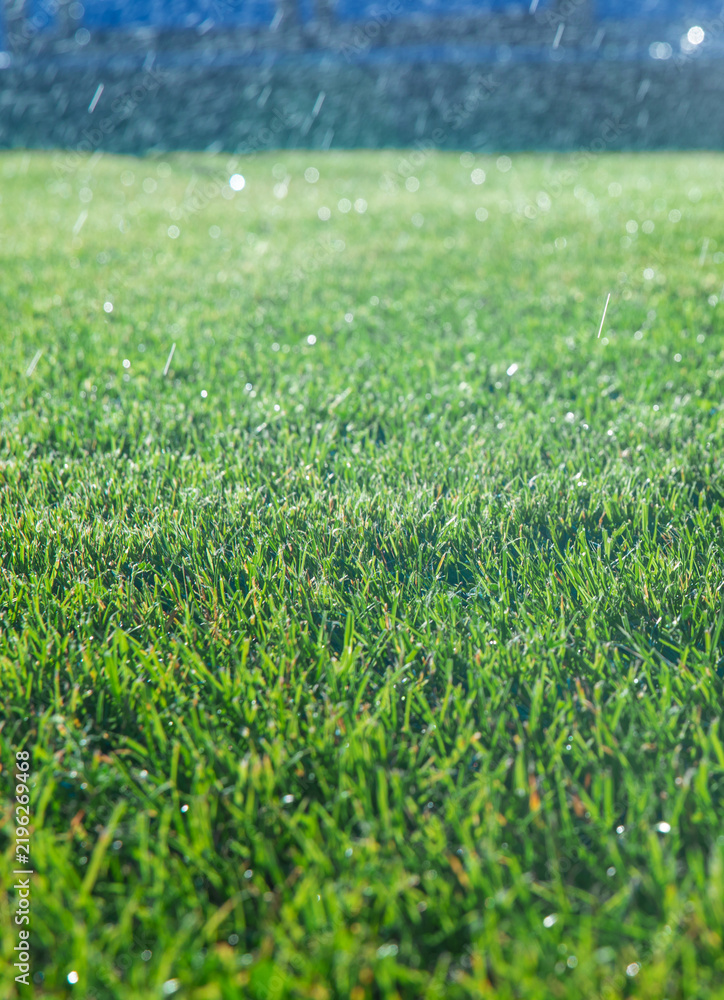 Obraz premium Green lawn grass. Selective focus.