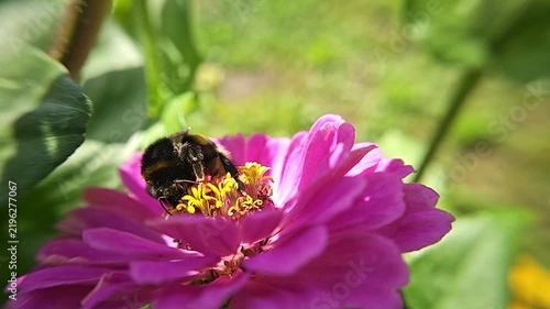 A bumblebee is collecting nectar from a pink flower