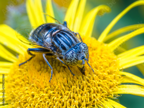 Une éristale sépulcrale (Eristalinus sepulchralis), une espèce de syrphe appartenant à la famille des diptères