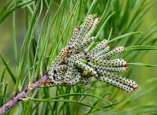Redheaded pine sawfly larvae feeding on pine needles. This invasive species from Europe is highly destructive to pine forests in North America.
