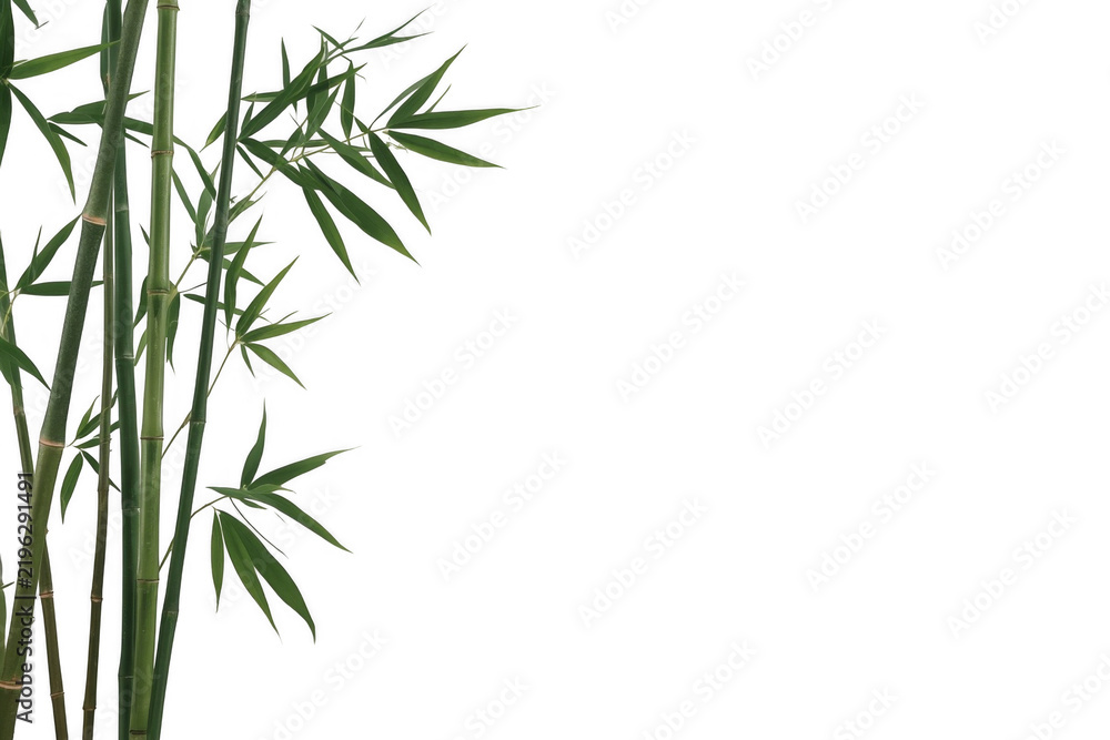 Fototapeta premium Green bamboo stalks with narrow leaves