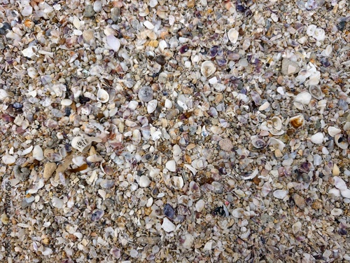 Small broken sea shells mixed with sand, natural beach texture background.