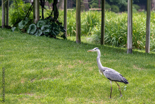 Foto Grey Heron on Lawn in Koishikawa Korakuen