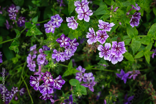 closeup of purple flowers in a garden in England in september