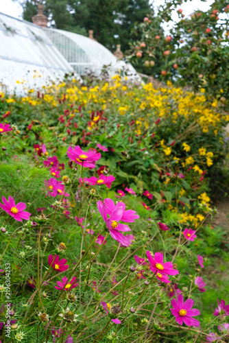 pink and yellow flowers in a garden border in September