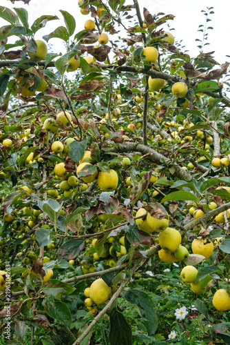 large crop of apples on a tree in September