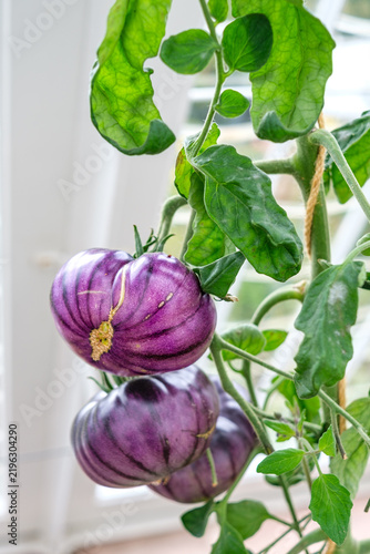 big blue beauty tomatoes growing in a greenhouse