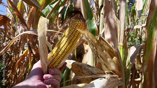 farmer hand inspecting ripe yellow corn cob on stalk in field