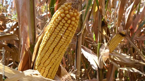 ripe yellow corn cobs on dry stalks in agricultural field
