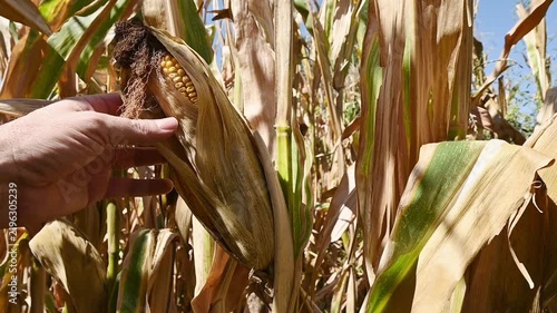 farmer peeling husk to inspect ripe corn cob in field