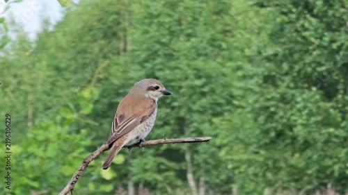 Close-up of a female young red-backed shrike (Lanius collurio) sitting on a branch and eating an insect that she is holding in her beak. Wildlife photograph