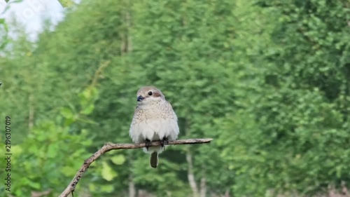 Close up of a female shrike (Lanius collurio) sitting on a branch and eating an insect that it is holding in its beak. Wildlife video