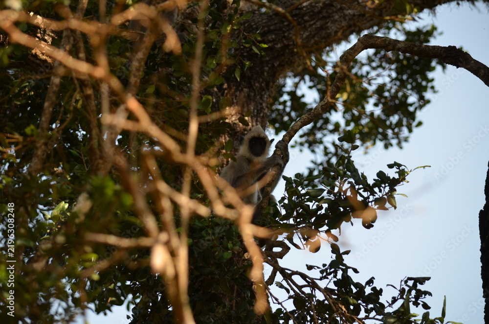 Obraz premium Gray Langur 