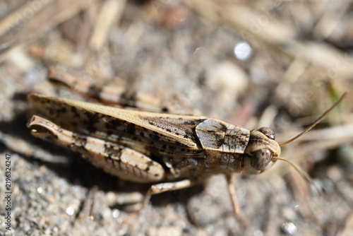 Obraz na płótnie grasshopper on the ground