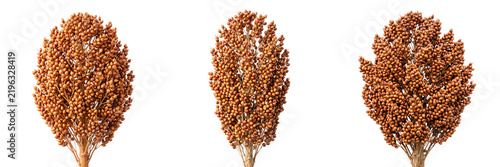 Three stalks of ripe brown sorghum grain heads with detailed seeds isolated on a transparent background